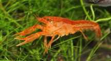 Raki cambelus miniaturka orange