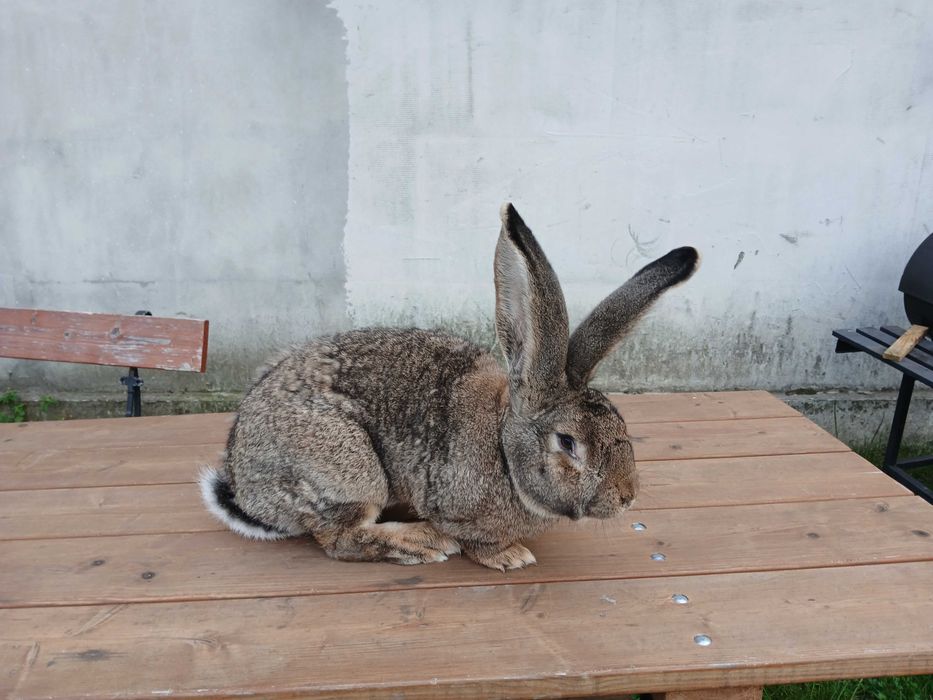 Olbrzym belgijski samiec