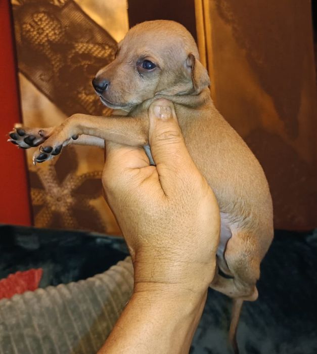 Galguinho italiano