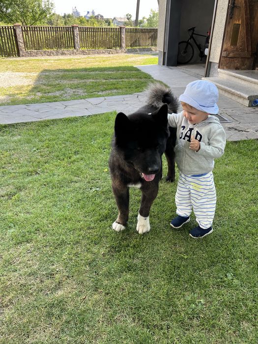 Американська акіта шукає пару на злучку