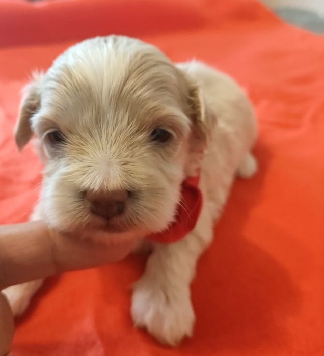 Śliczna suczka Maltipoo f1.