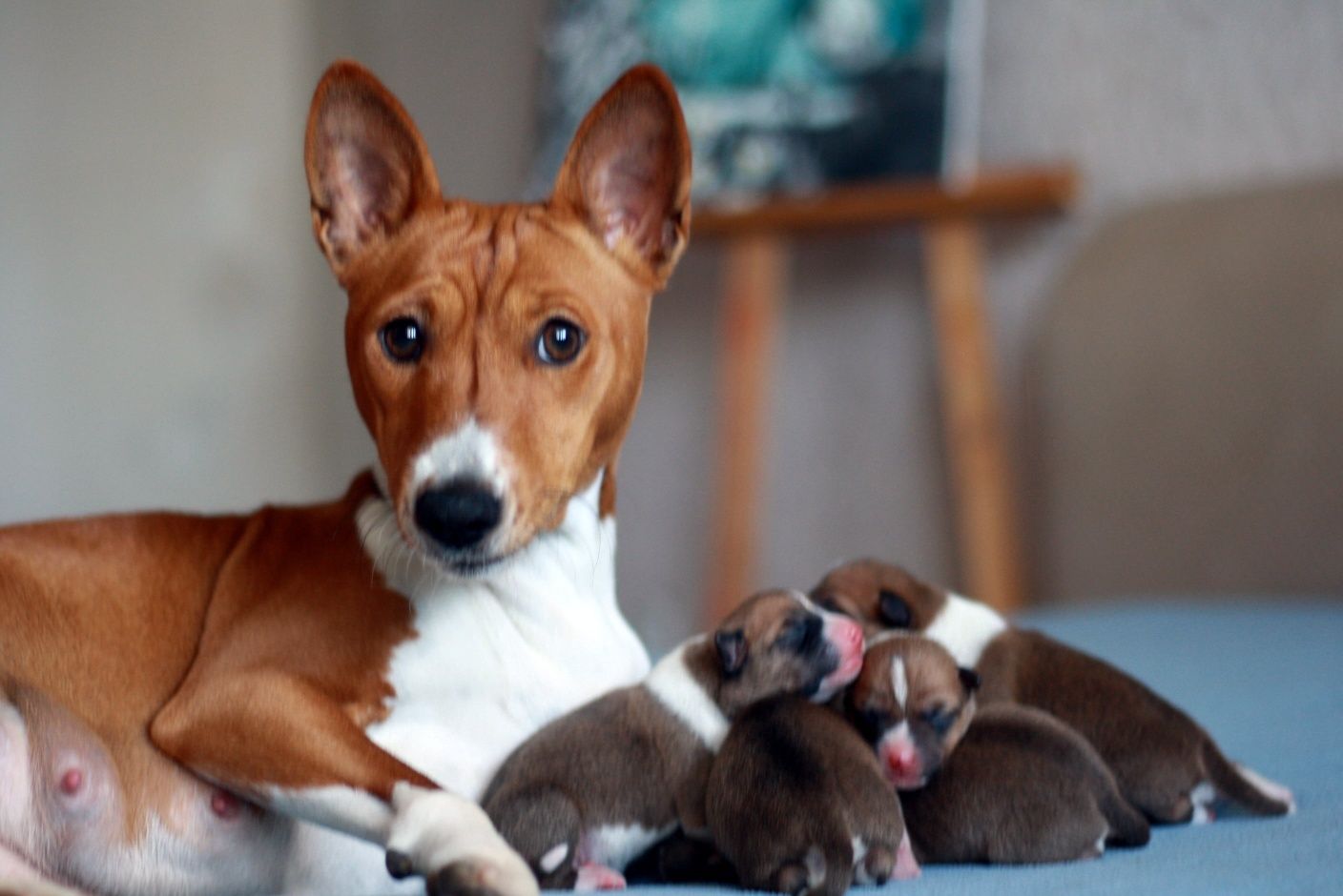 Ми народилися! Гарненькі басенджи! Basenji in Ukraine! FCI КСУ