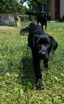 Labrador – chłopiec urodzony z miłości, wychowany z troską