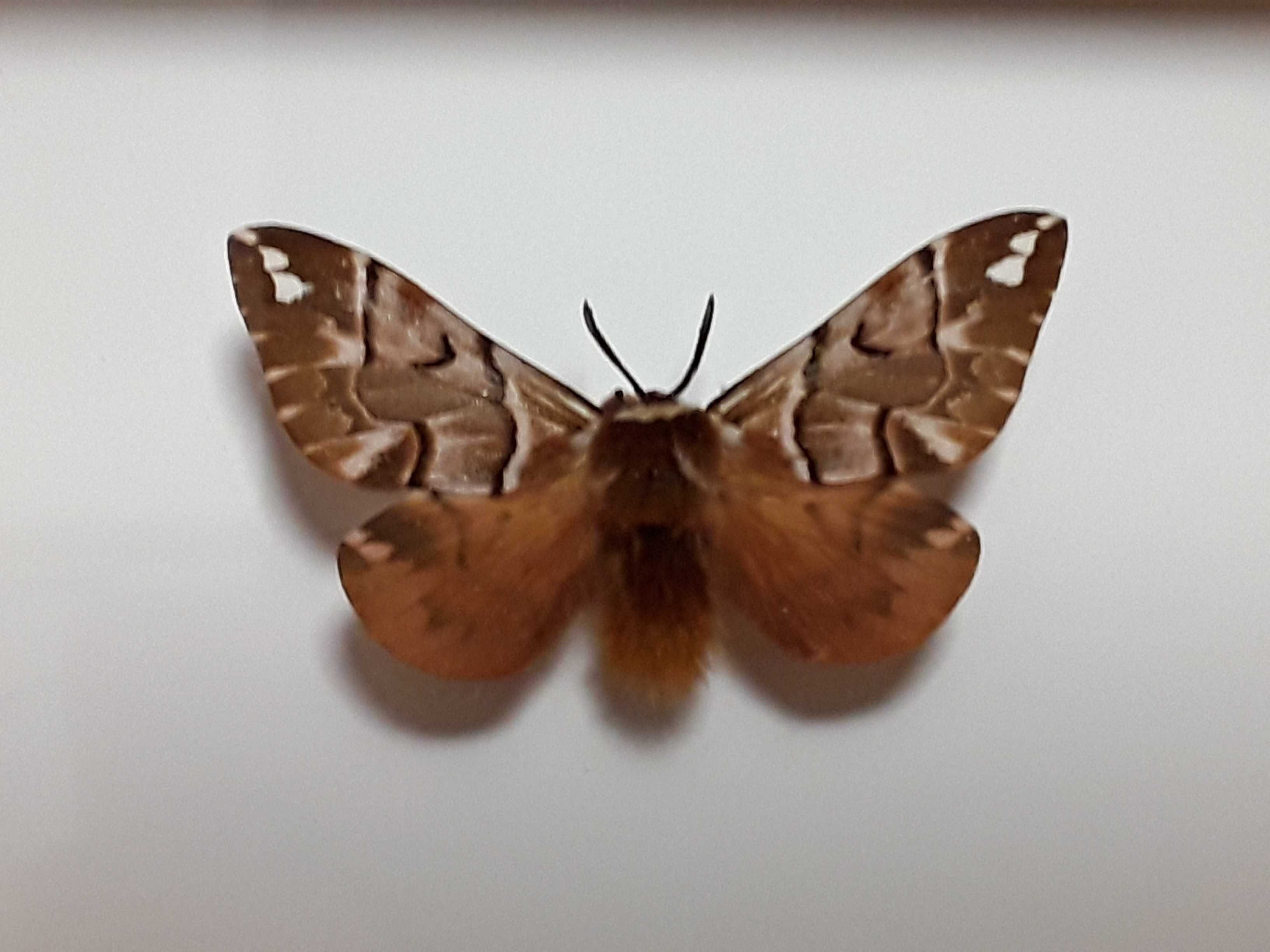 Motyl w ramce 12 x 10 cm . Endromis versicolora .