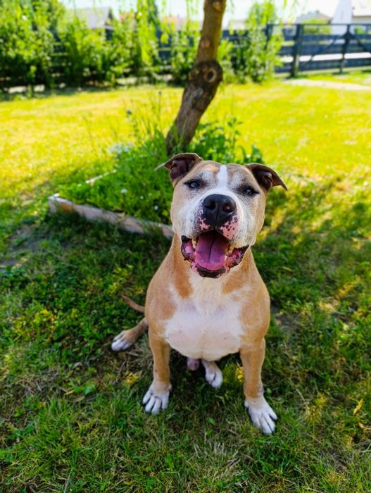Oddam amstaff / pitbull