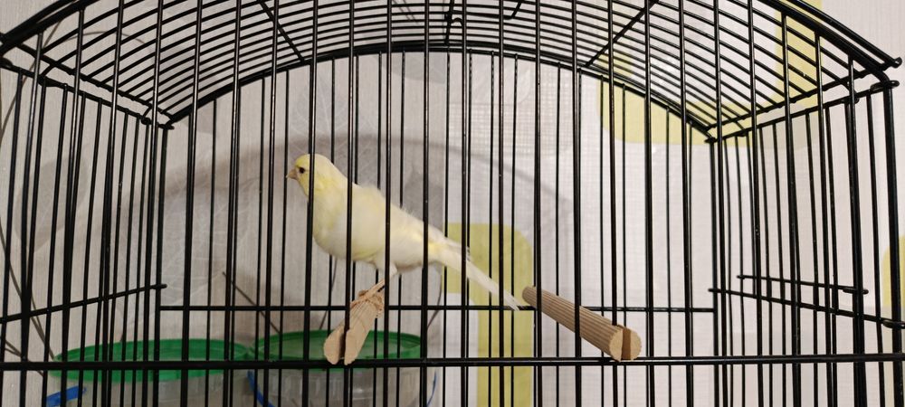 Kanarek Samiczka Fiorino