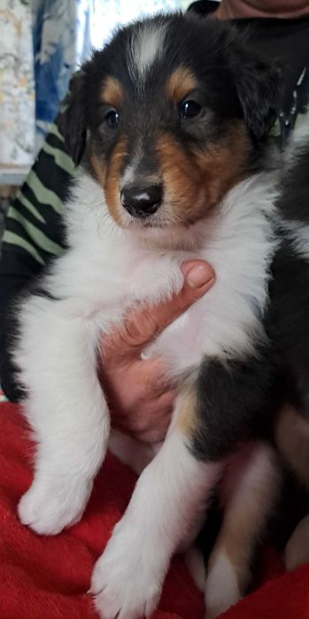 Szczeniaczek Owczarek Szkocki Collie
