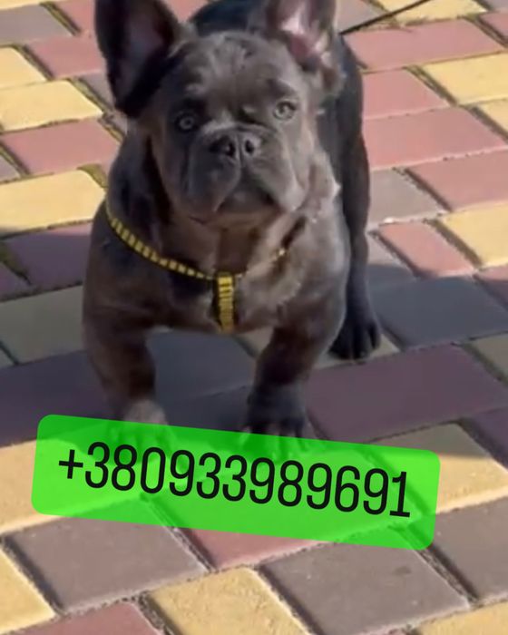 4 мес пушистый французик голубой Флаффи