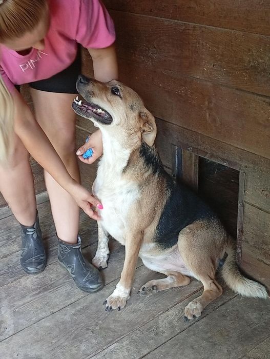 Bardzo kochana i łagodna suczka szuka domku.