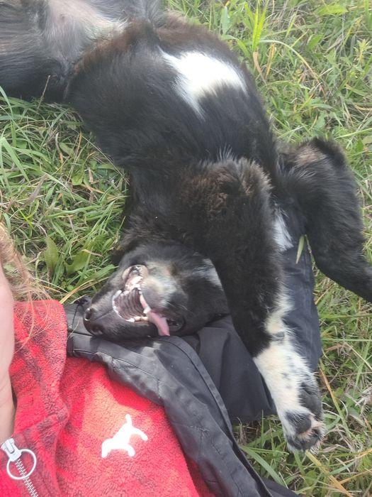 Bella- szczeniak do adopcji