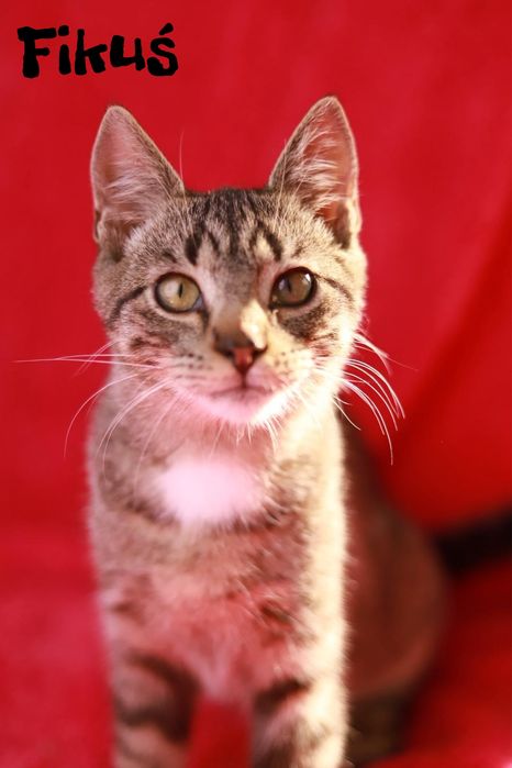 To idealny czas na wspólne długie wieczory, adoptuj przyjaciela!