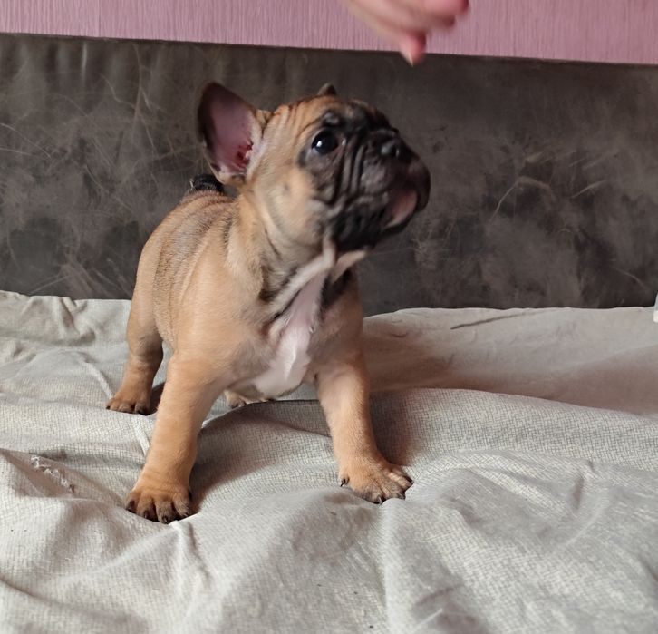 Buldog francuski suczka