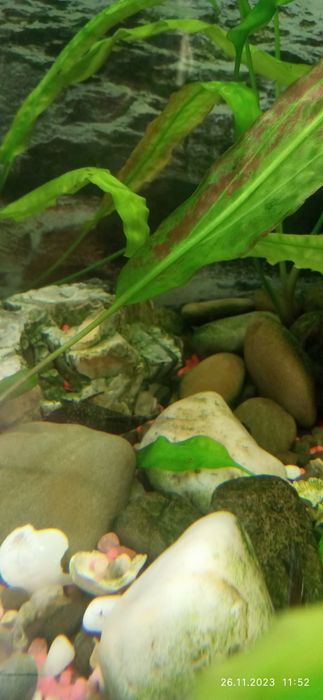 Продам авкааріум