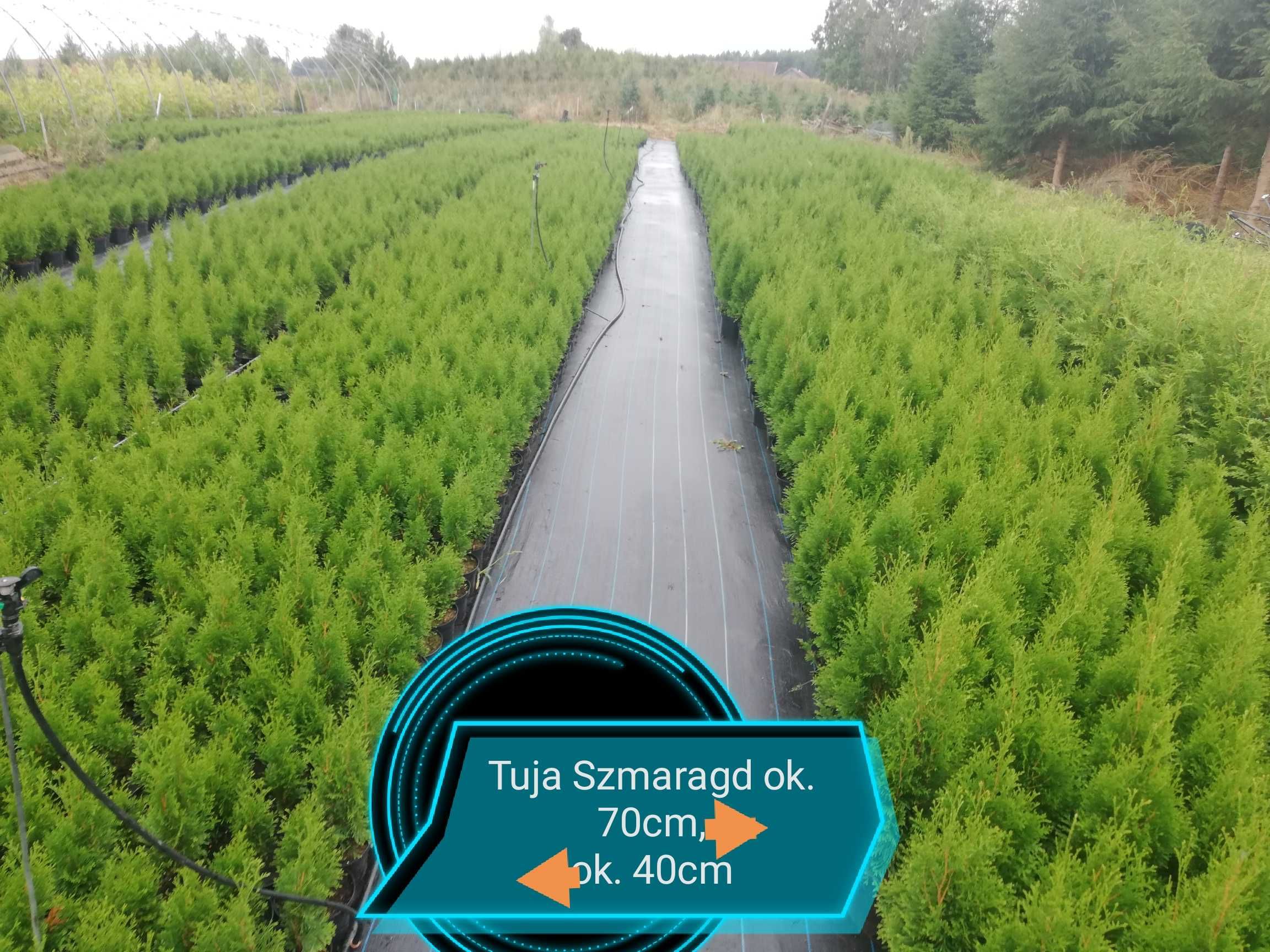 TUJE Szmaragd THUJA 100-110cm kopane 40-130cm od 7 zł