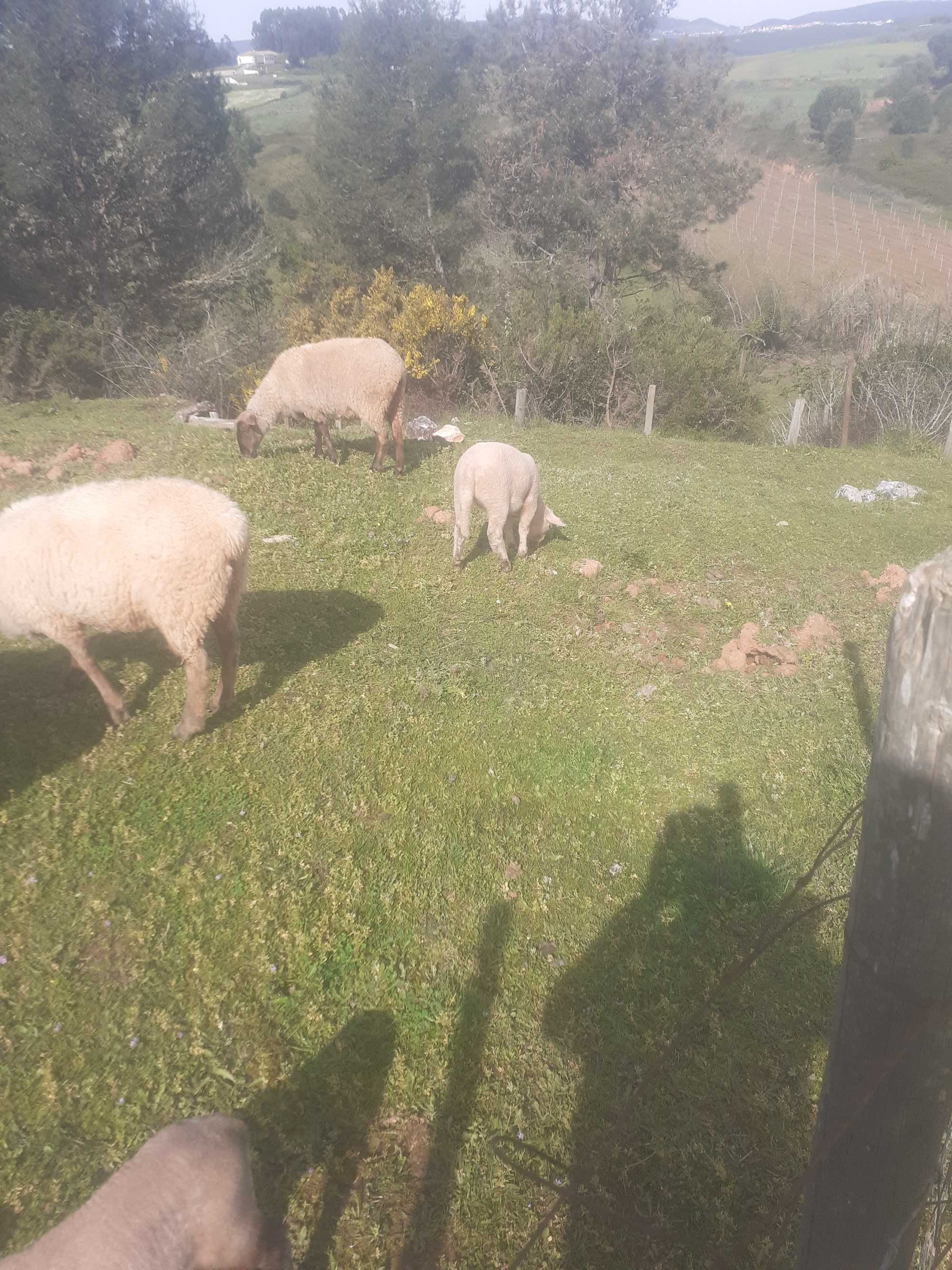 borregos muito bem tratados criadas em pastagem natural