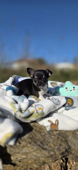 Chihuahua Fêmea Pêlo Curto