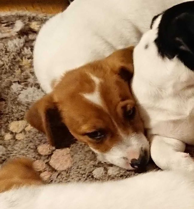 Szczeniak Peggy suczka Jack Russell Terrier Koszalin