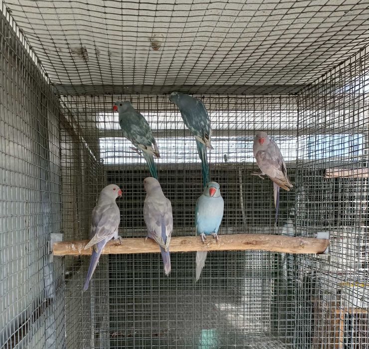 Ring necks azuis malhados