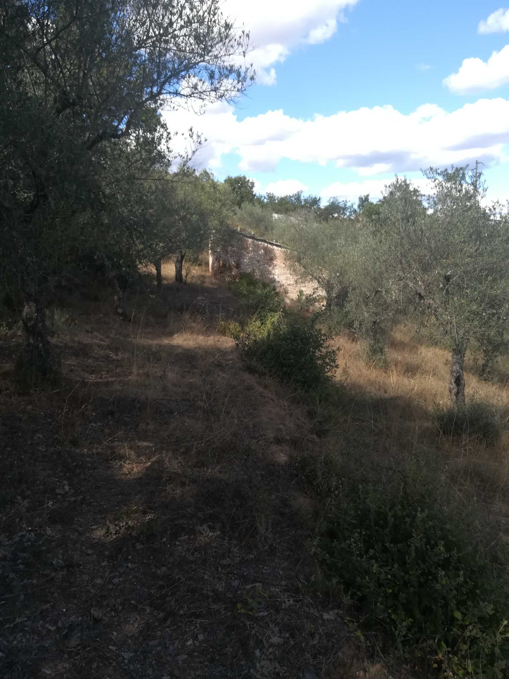Terrenos urbanos em Quintanilha, Bragança, com 17.000m2