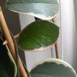 Hoja australis blondie