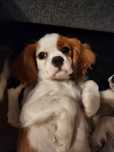 Sunia cavalier king tata rodowód fci