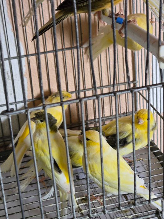 Canarios machos e femeas