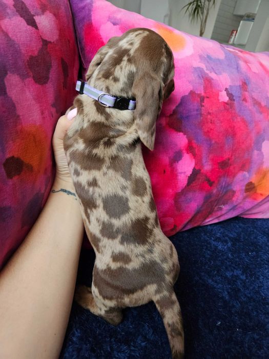 Jamnik suka merle choco ZAREZERWOWANA