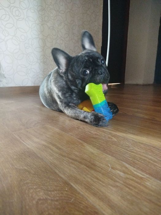 Отдам собаку в хорошие руки.