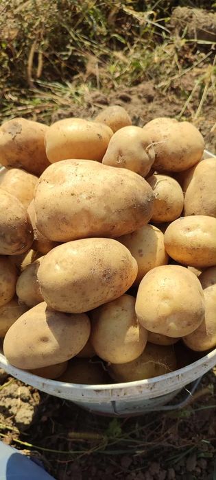 Sprzedam ziemniaki denar lub soraya