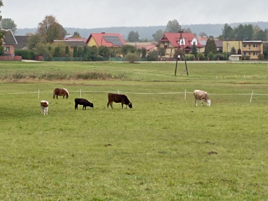 Jałówki polskie 20 sztuk