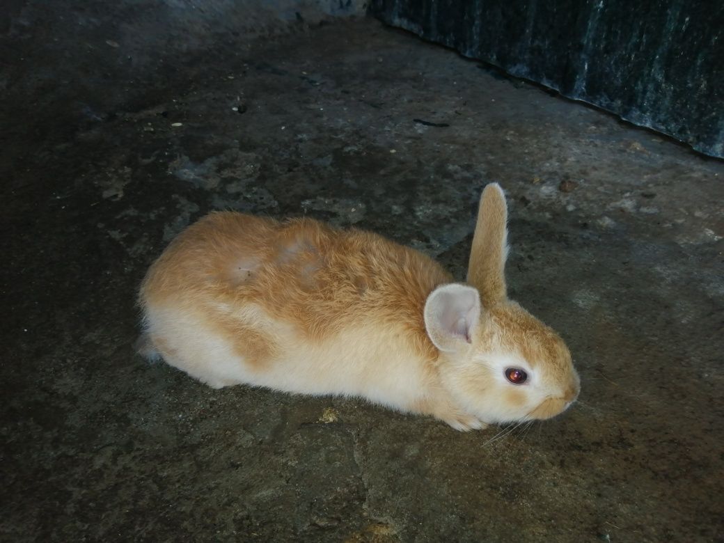 Coelhos bebés para venda