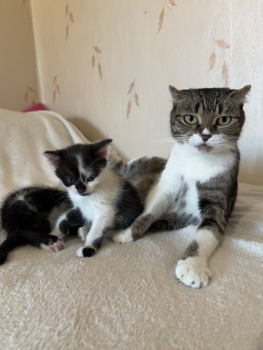 Шотландські кошенята , шотландские котята