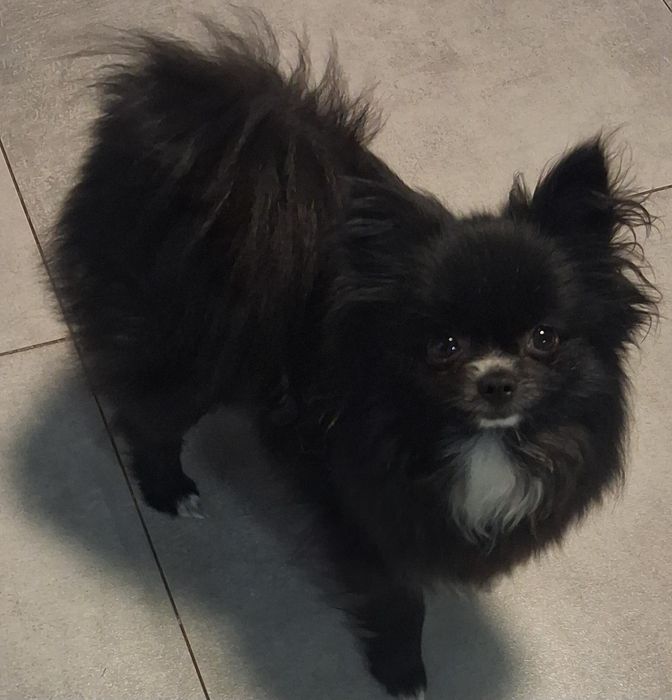Szpic miniaturowy pomeranian sunia