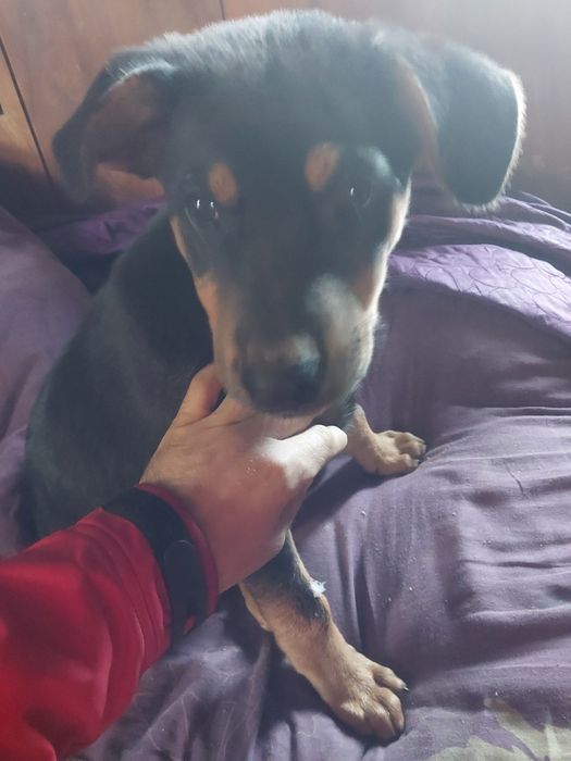 Oddam w dobre ręce małą rodzinkę pięknych małych piesków