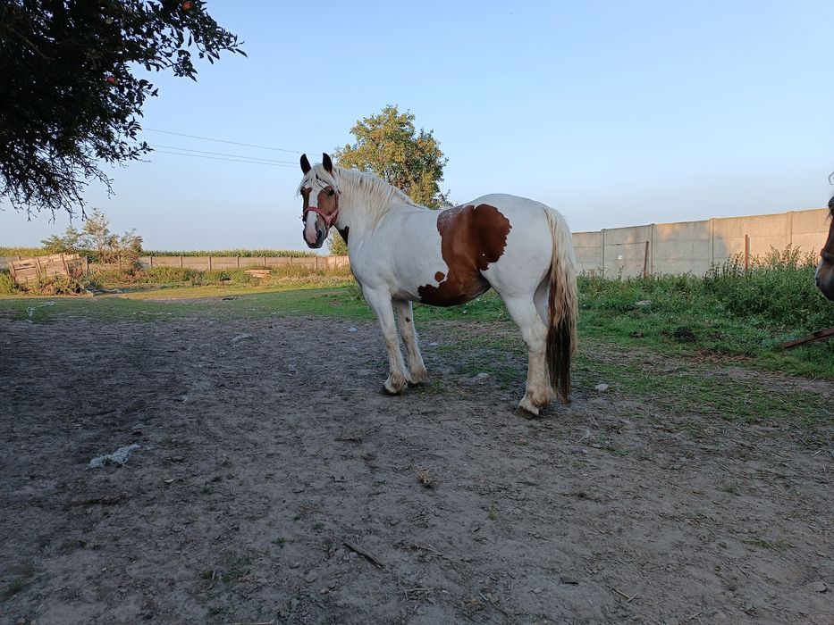 Koń klacz pogrobiony