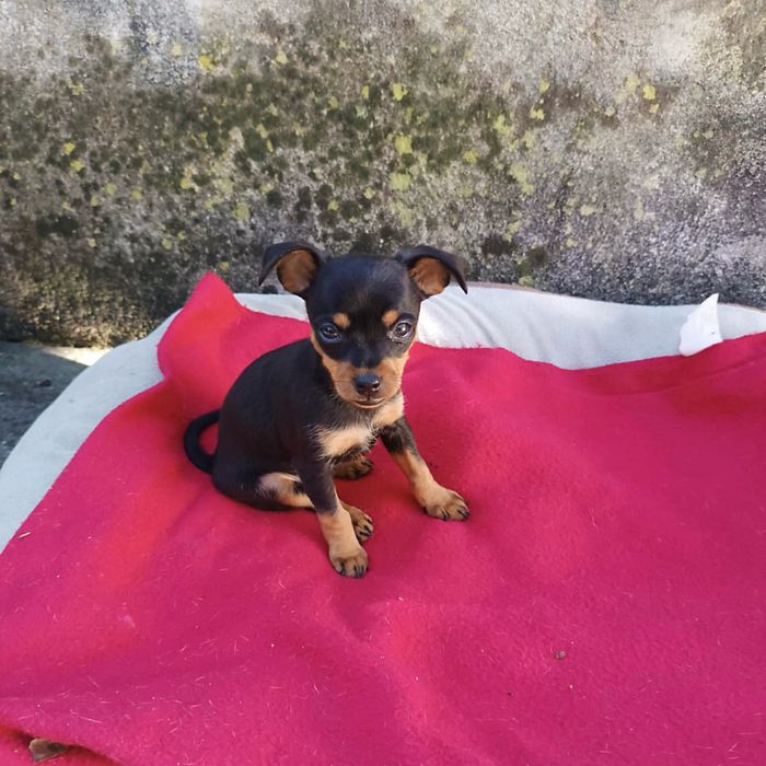 Pinscher super miniatura