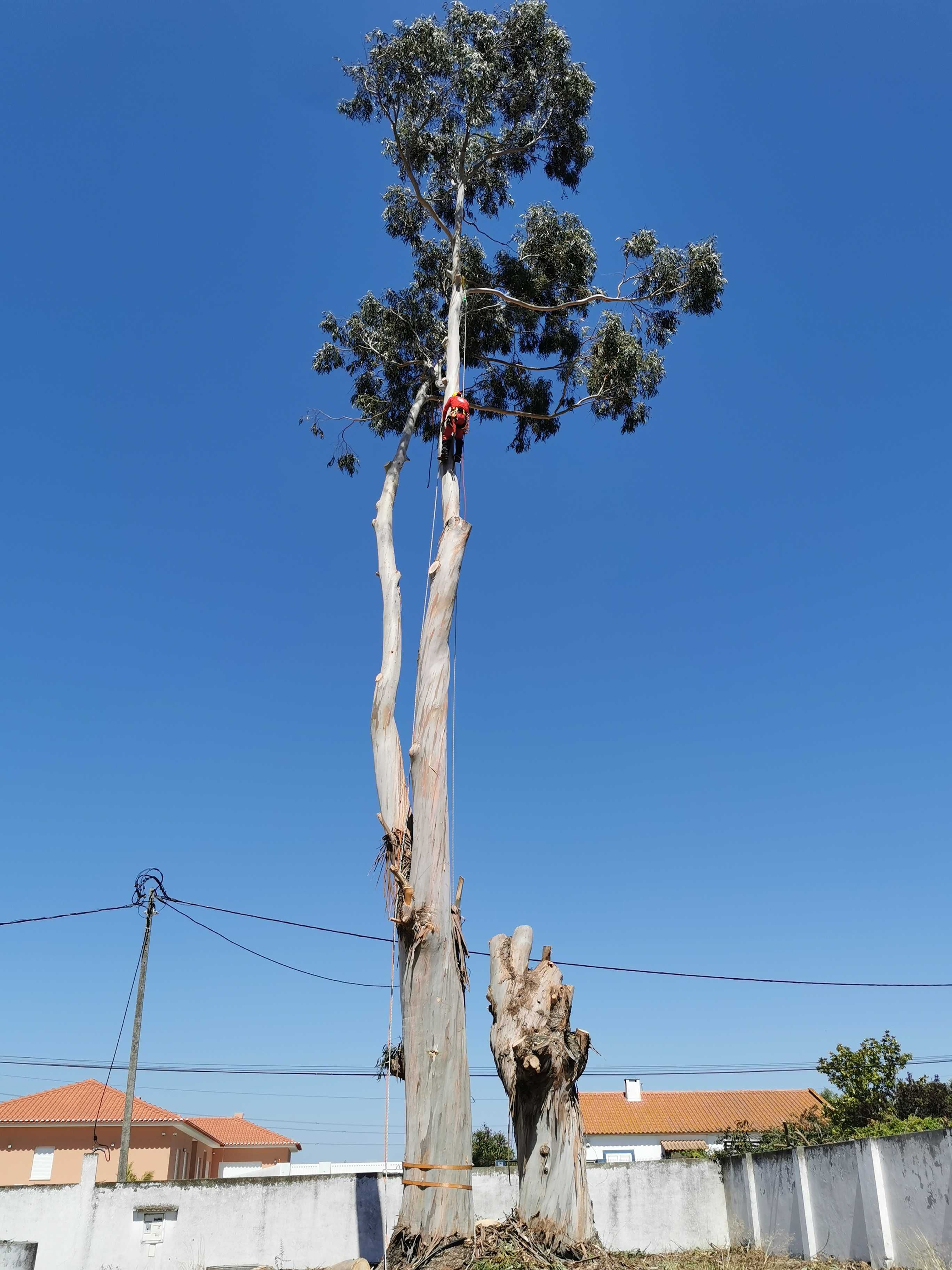 Corte de árvores difíceis / Difficult tree pruning and removal