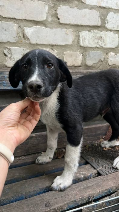 Отлаи_ чобаки_ щенки_ тор