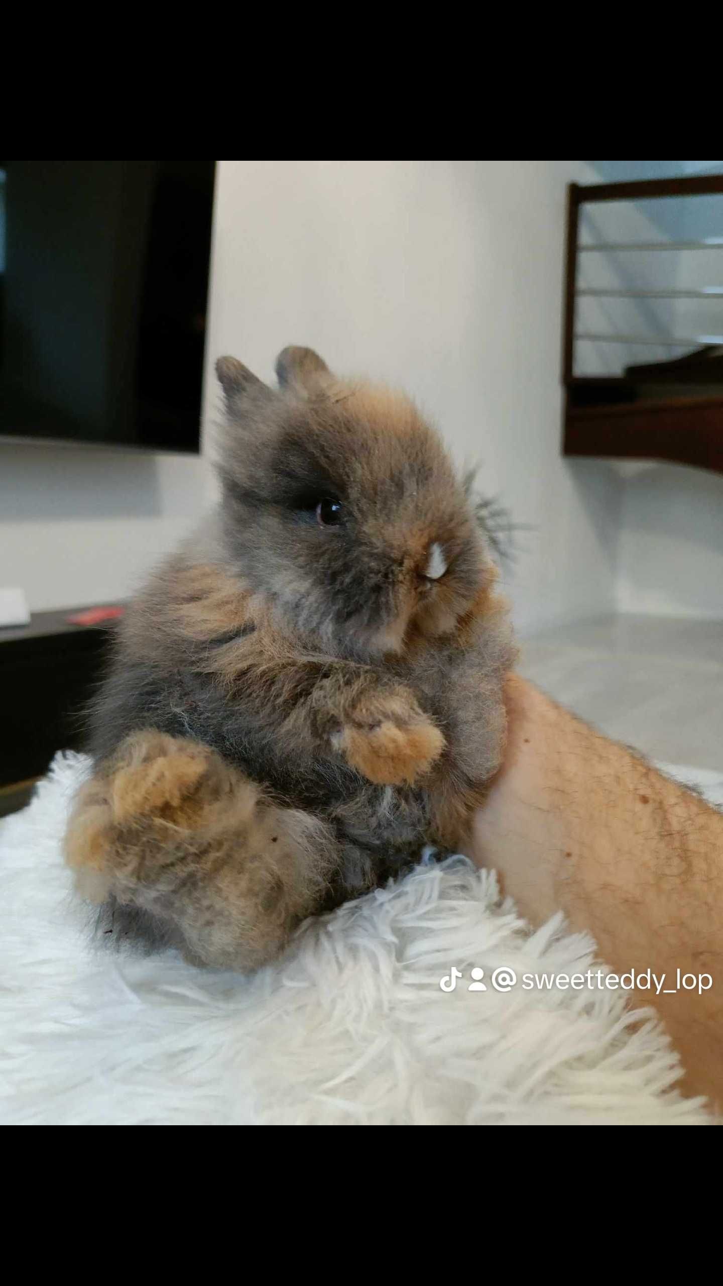 Mini lop karzełek Teddy hodowla zarejestrowana