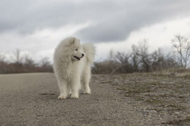 Szczeniak samoyed !