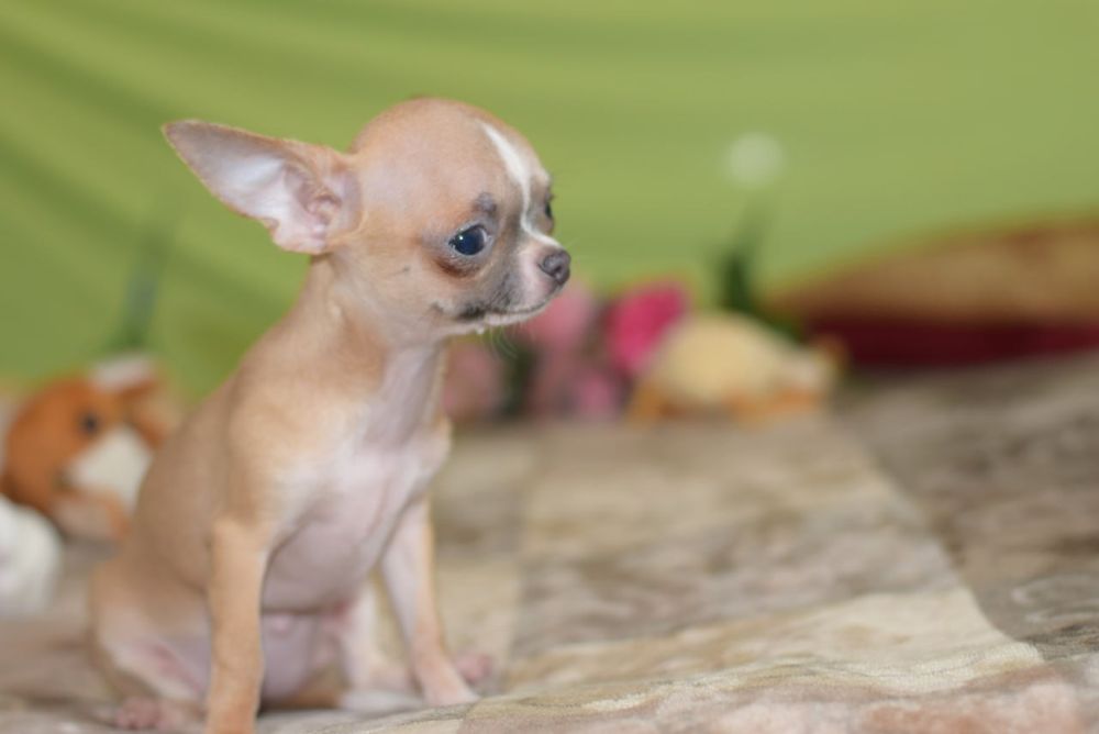 МИНИ малышка чихуахуа