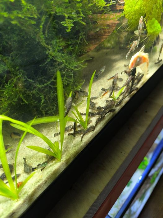 Ancistrus gold nugget