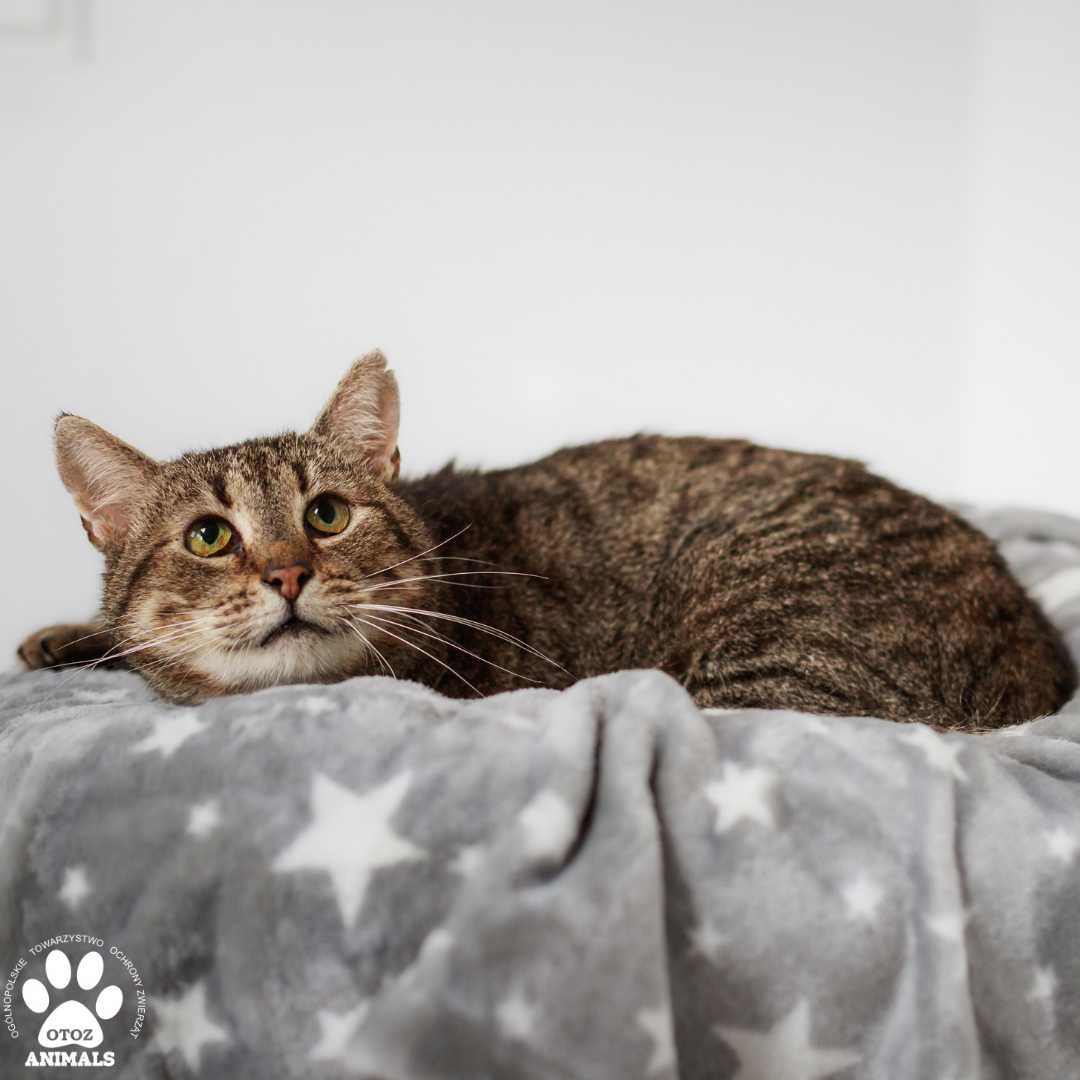 Koci senior IVO do adopcji! Łagodny tygrysek