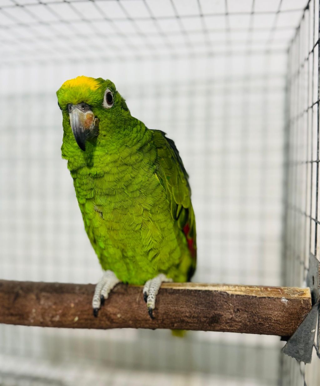 Amazonas ochrocephalos femea