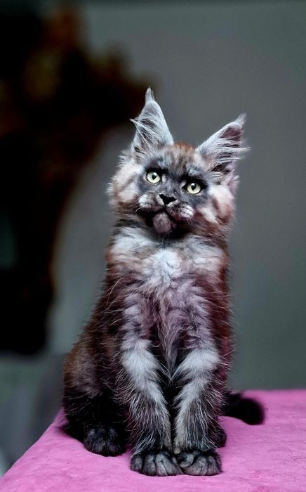 Maine coon, piękny czarny dymny kocurek