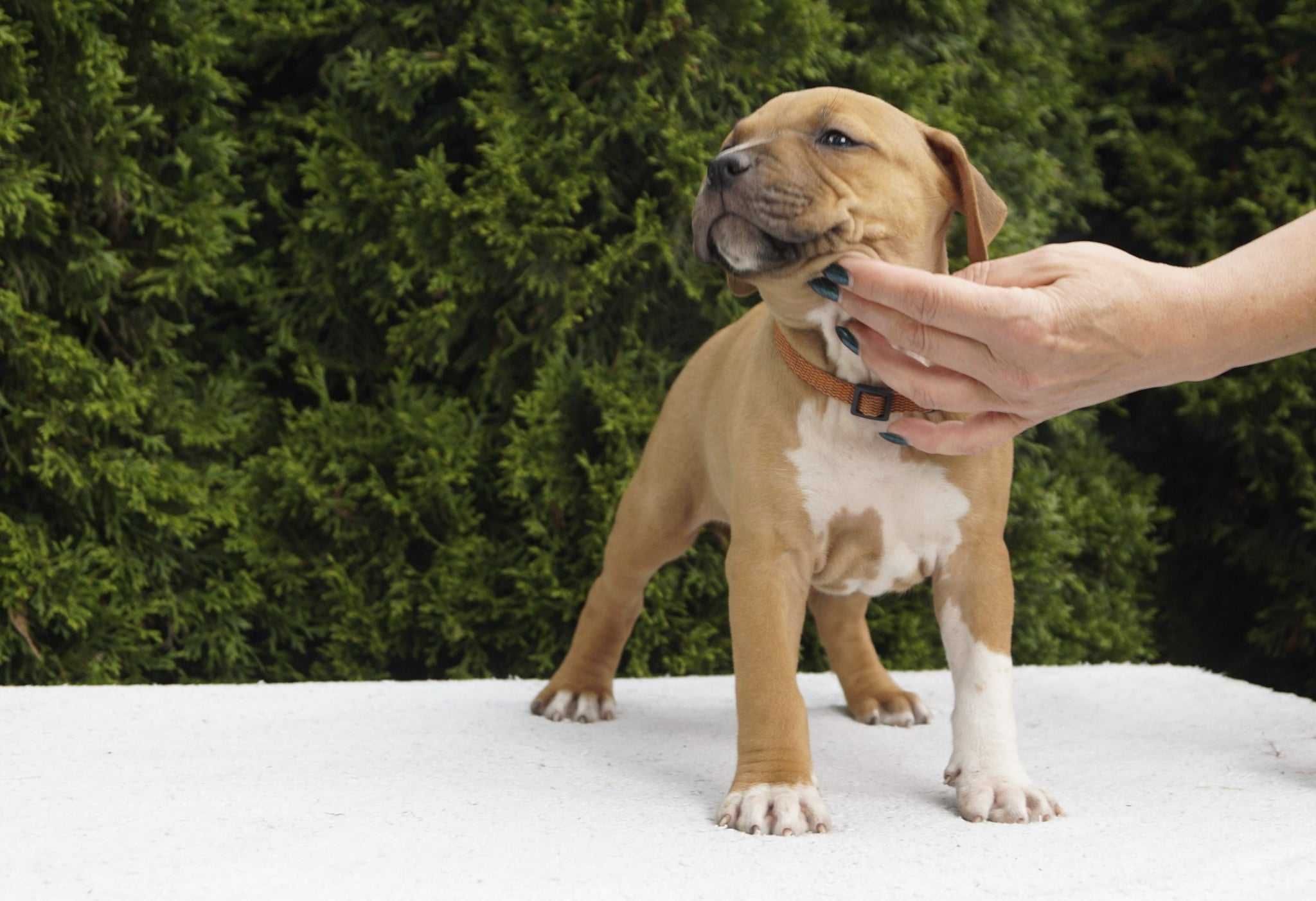 Szczeniaki Amstaff, sunia Esha, rodowód FCI