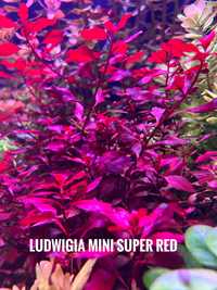 Ludwigia mini super red