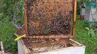 Бджолопакети продам ,сімї бджолині, пакети Золочів