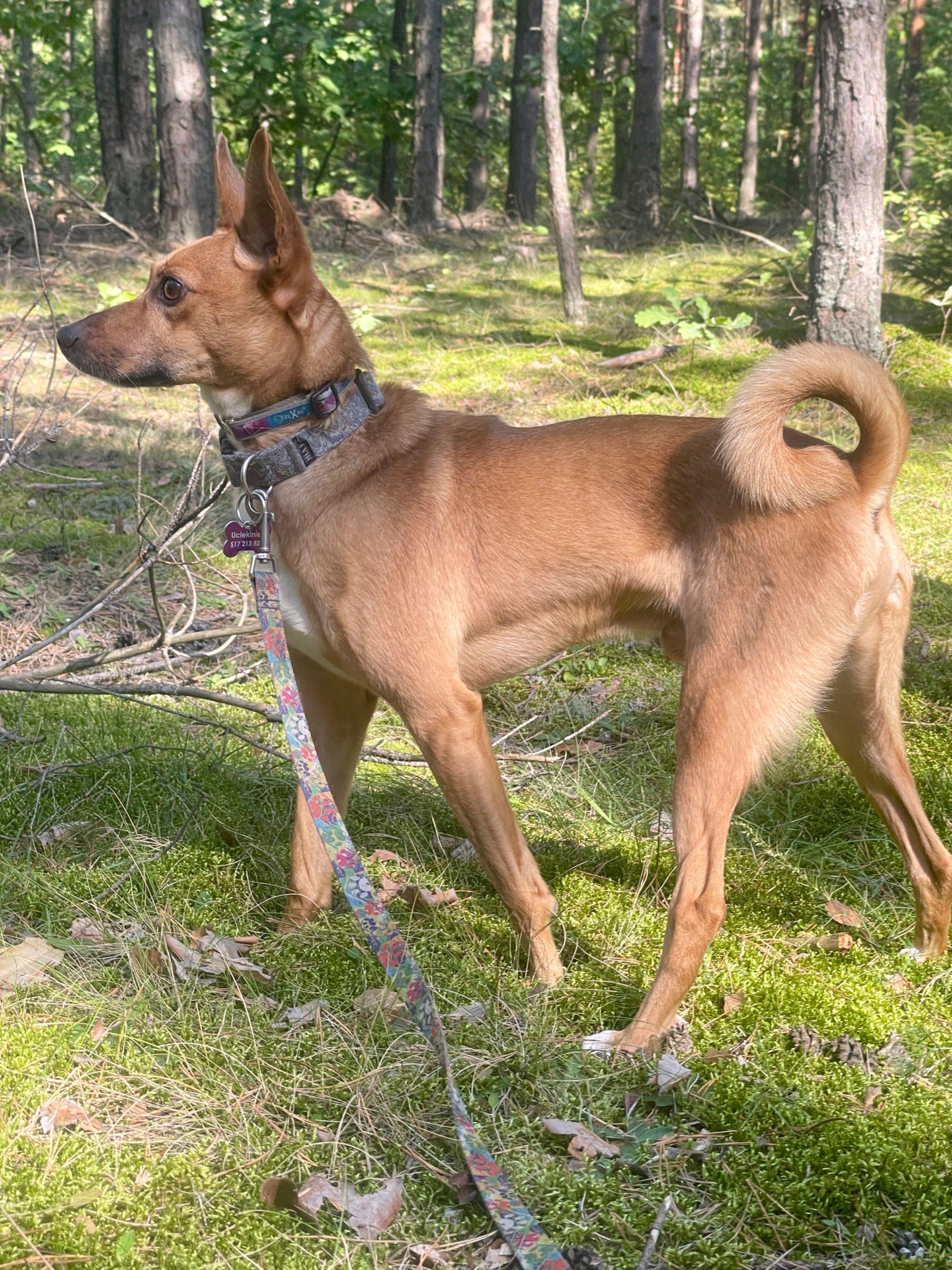 Paco w typie rasy Basenji szuka wyjątkowego domu