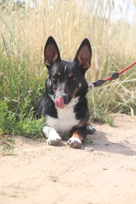 Radar wesoły psiak szuka domu